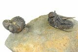 Three Species Trilobite Association (Cyphaspis, Morcops & Gerastos) #350533-14